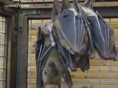 One bat is masturbating as the other two are having fun making love.